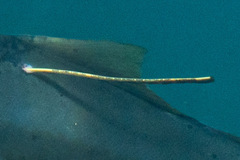 Seriola lalandi