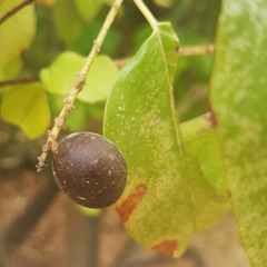 Prunus ilicifolia lyonii