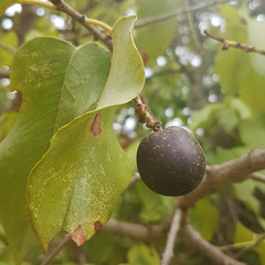 Prunus ilicifolia lyonii