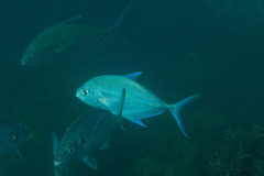 Ferdauia orthogrammus
