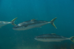Seriola lalandi
