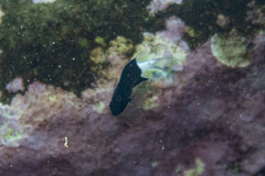 Pycnochromis margaritifer