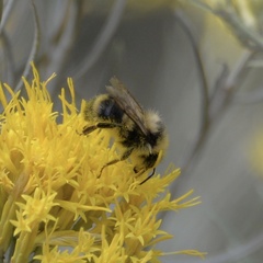 Bombus vancouverensis