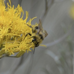 Bombus vancouverensis