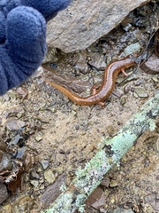 Gyrinophilus porphyriticus