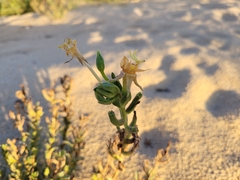 Oenothera drummondii
