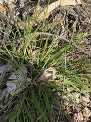 Scleria mackaviensis