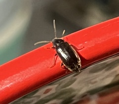 Ptilodactyla