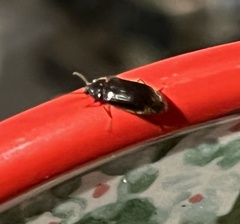 Ptilodactyla