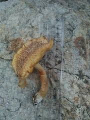 Gymnopilus palmicola