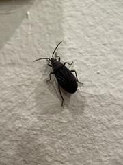 Melacoryphus rubicollis