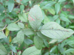 Vaccinioideae