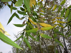 Juglans hindsii