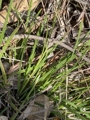 Scleria mackaviensis