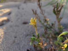 Oenothera drummondii