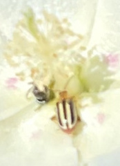Disonycha glabrata