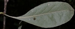 Theridula