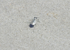Habroscelimorpha dorsalis