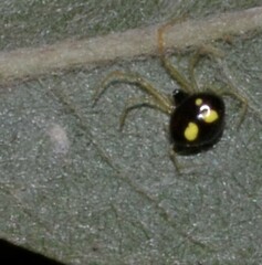 Theridula
