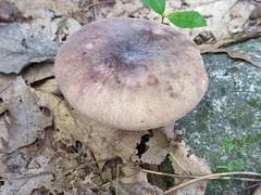 Russula mariae