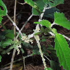 Pseudasiphonaphis corni