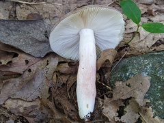Russula mariae