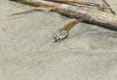 Habroscelimorpha dorsalis