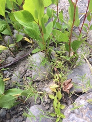 Eragrostis