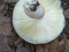 Russula mariae