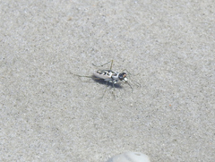 Habroscelimorpha dorsalis