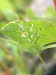 Eragrostis