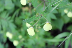 Calceolaria