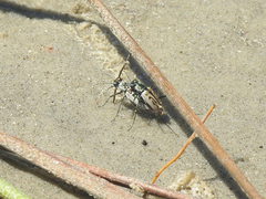 Habroscelimorpha dorsalis