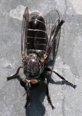 Atomosia melanopogon