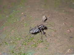 Cicindelina