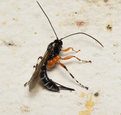 Itoplectis