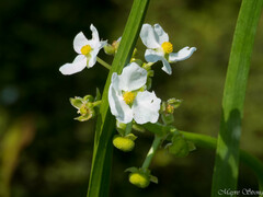 Sagittaria platyphylla