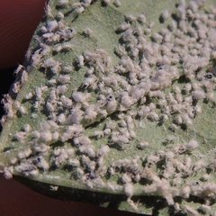 Pseudasiphonaphis corni