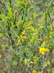 Eutaxia diffusa