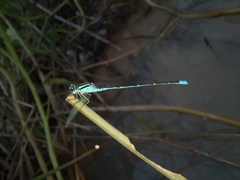 Pseudagrion australasiae