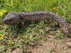 Tiliqua rugosa