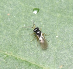 Scelionidae