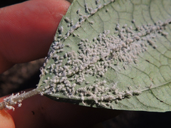 Pseudasiphonaphis corni