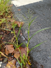 Panicum dichotomiflorum