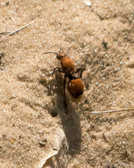 Dasymutilla bioculata