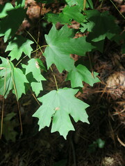 Acer floridanum