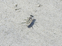 Habroscelimorpha dorsalis