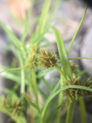 Cyperus