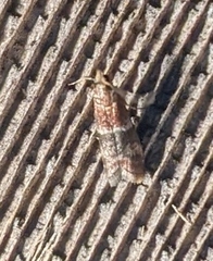 Moodna ostrinella
