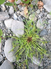 Cyperus